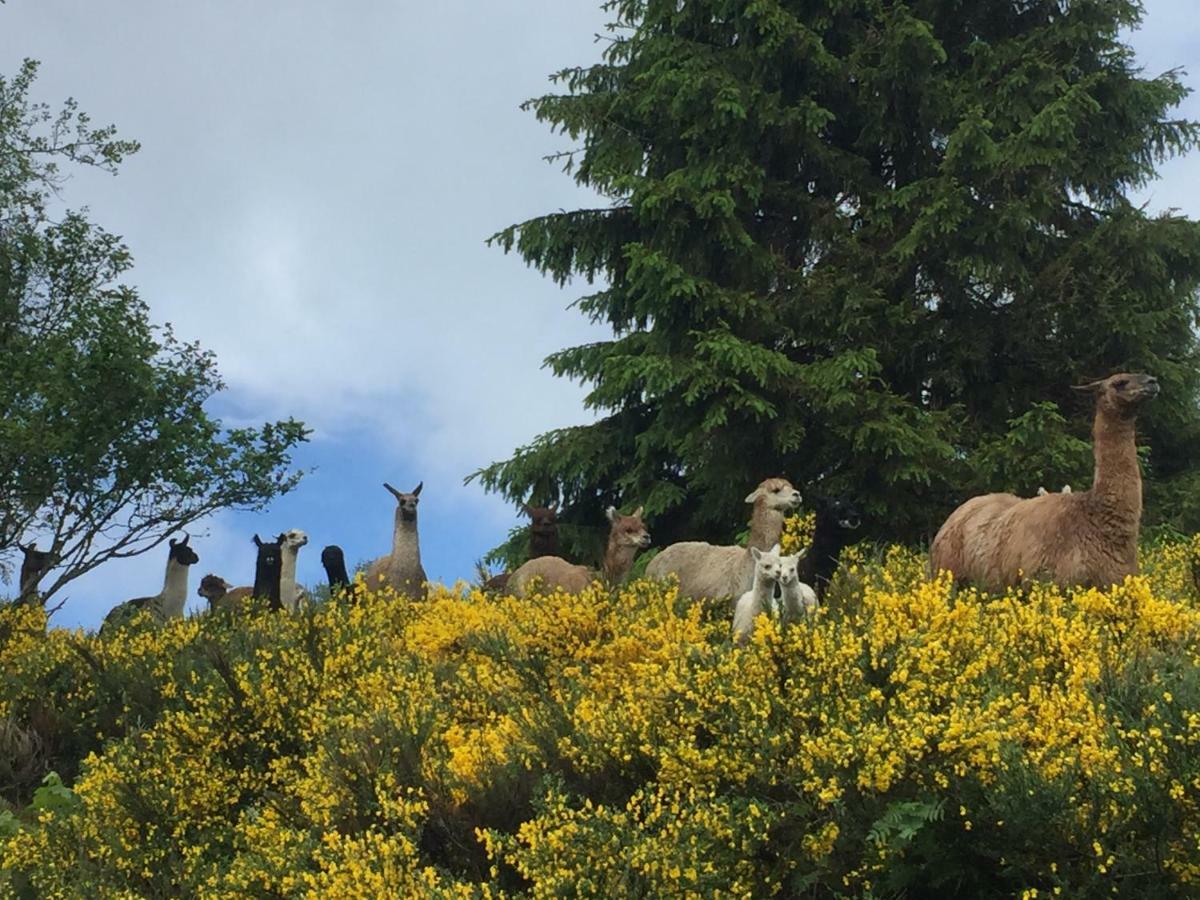 Chalet Les Bouleaux, La Montagne Des Lamas ラ・ブレス エクステリア 写真